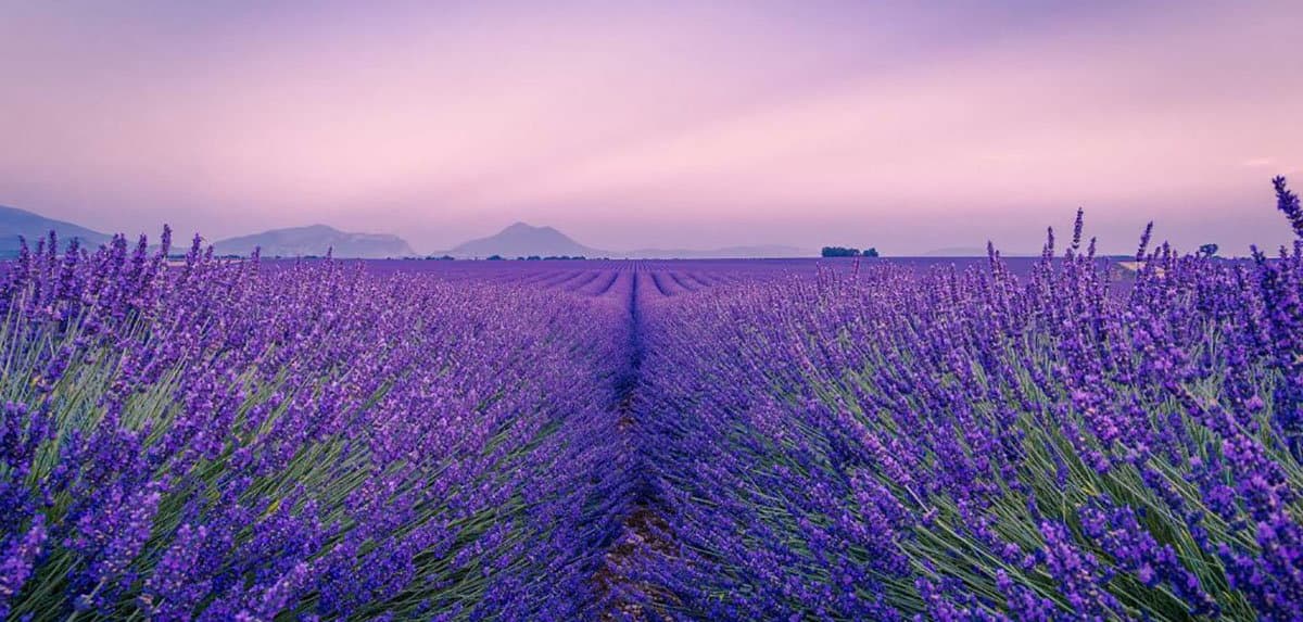 Sulle colline di Roseto Capo Spulico nasce l'"Angolo di Paradiso", uno spettacolare giardino della lavanda