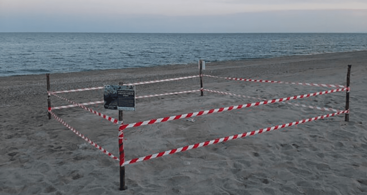 Trovato il primo nido di Tartaruga marina (Caretta caretta) sulle spiagge calabresi. Subito messo in sicurezza
