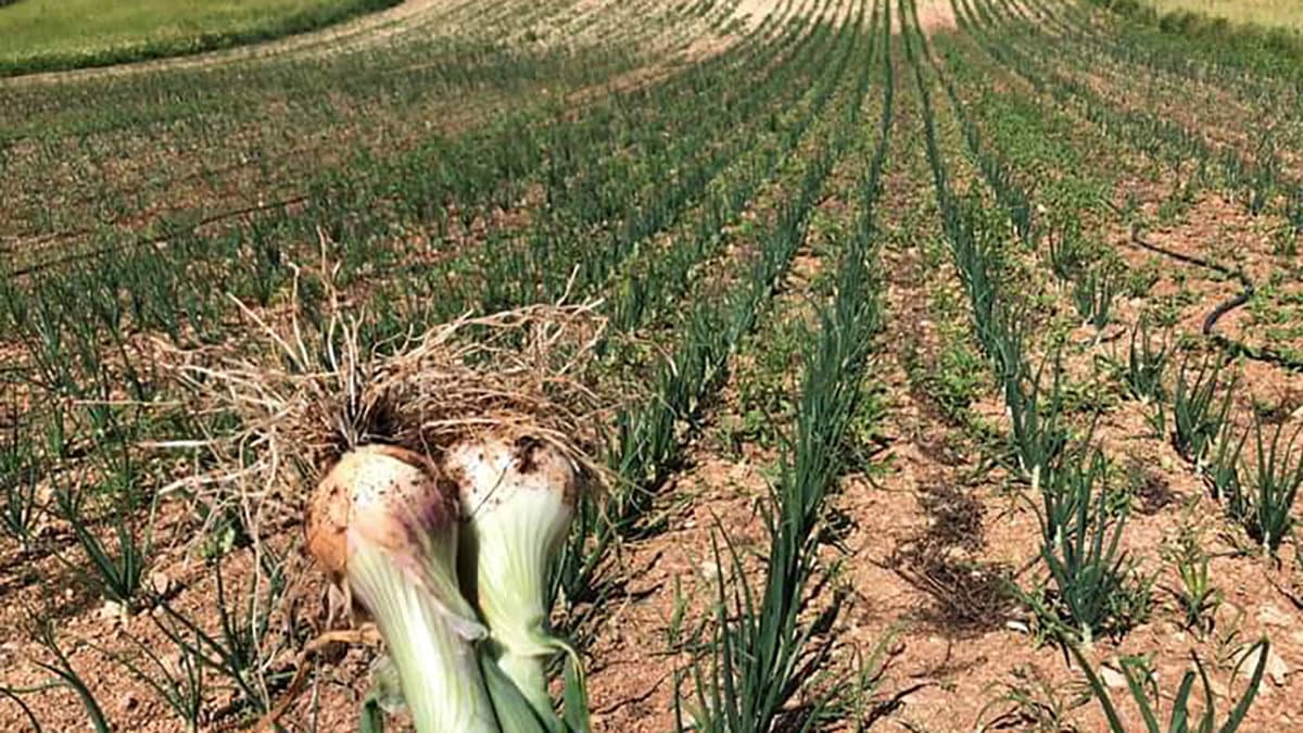 Eccellenze all'ombra del Pollino: la cipolla bianca di Castrovillari, modello di valorizzazione della biodiversità