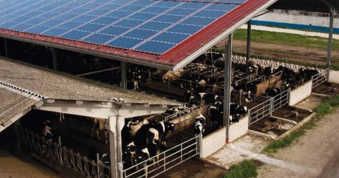 Coldiretti Calabria, PNRR: «I pannelli fotovoltaici si possono installare sulle stalle»