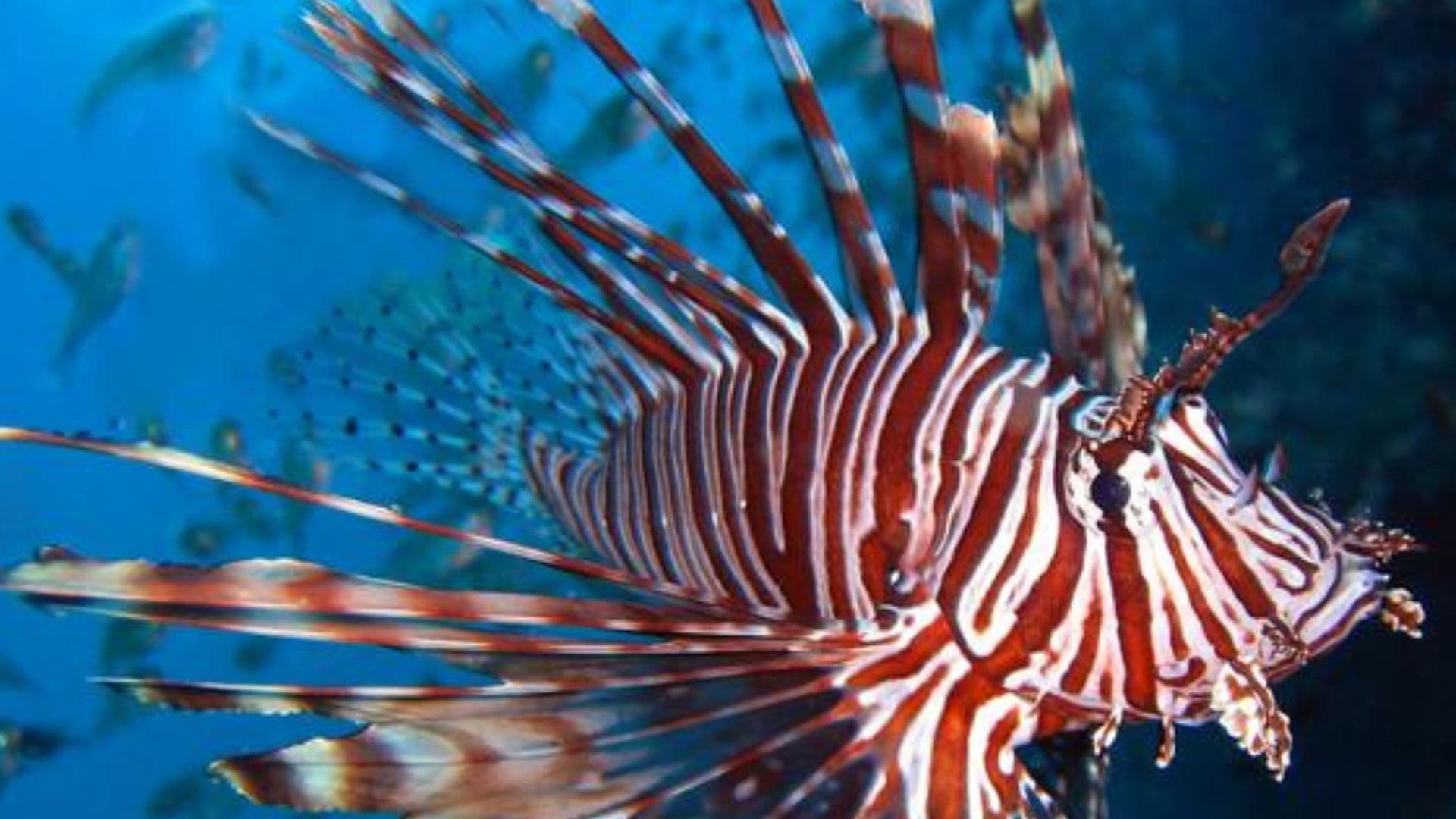 Avvistati lungo le coste joniche due esemplari di "pesce scorpione"