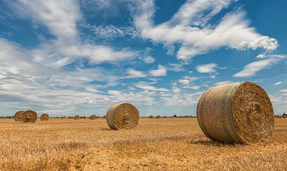 Pecorino Crotonese Dop, l’azienda Fonsi fa le scorte per l’inverno. Parola d’ordine: stagionalità