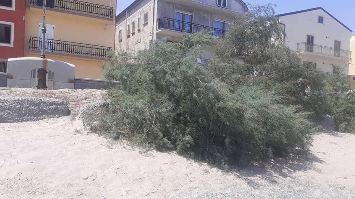 Taglio di Tamerici sul lungomare di Cariati: «Uno scempio. Chiediamo trasparenza»