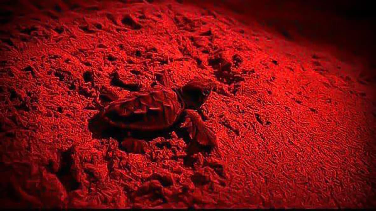 Stanotte sessantatré tartarughine hanno preso il largo dalla spiaggia di Sibari