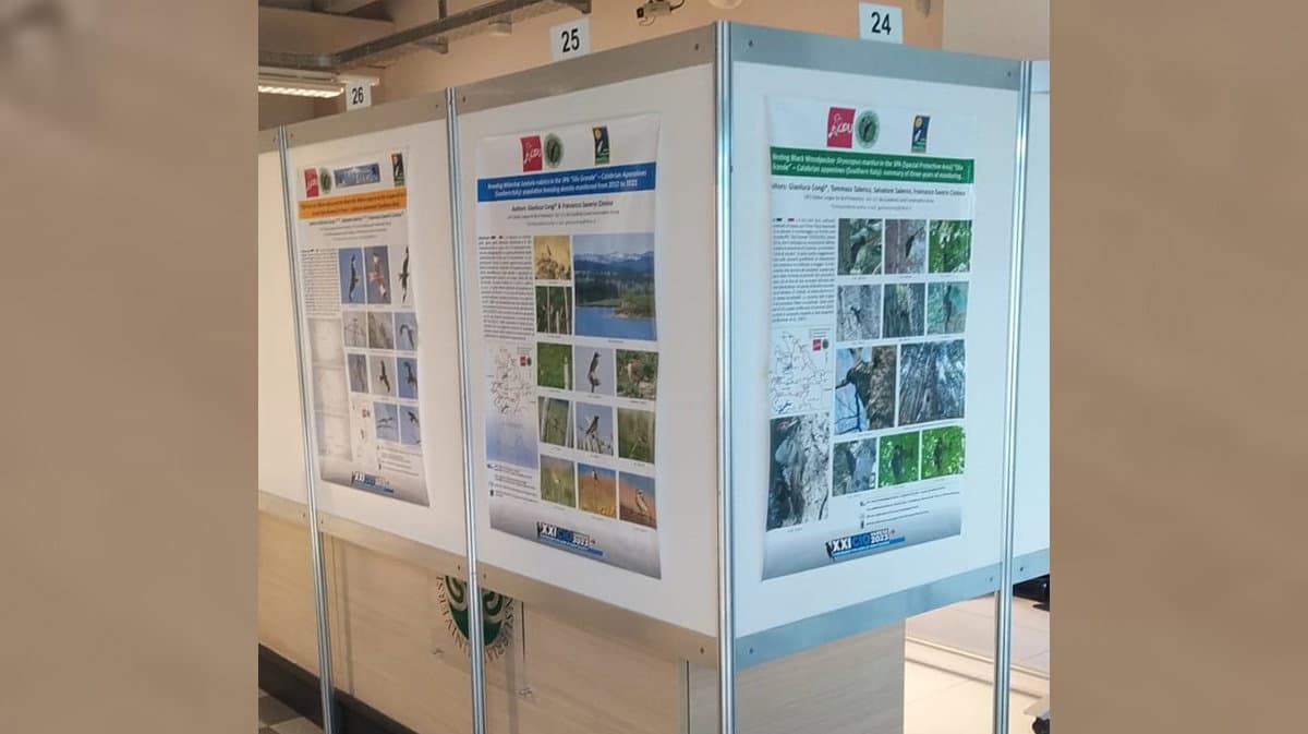 Presente anche uno studio sugli uccelli della Sila al Convegno Italiano di Ornitologia