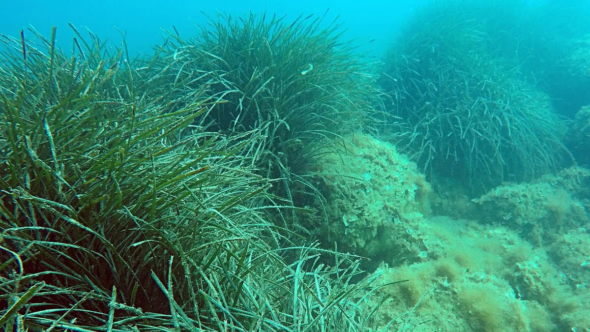 Montegiordano installerà dissuasori in mare contro la pesca a strascico