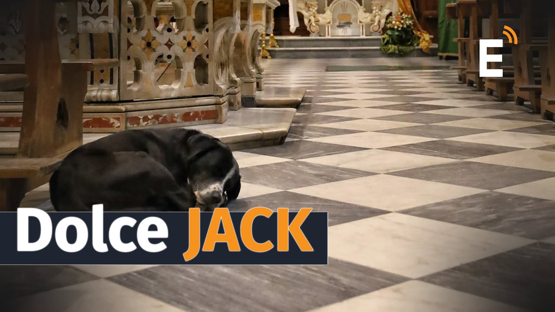 Jack, il cane "fedele" che ascolta la messa e va alle processioni