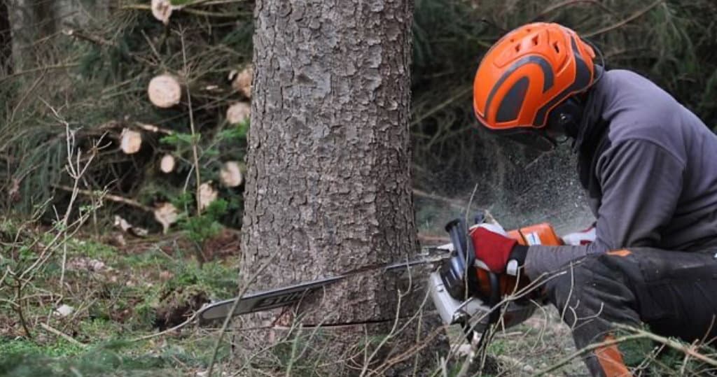 La denuncia di un ex lavoratore forestale calabrese. «Il Tfr dopo 40 anni di lavoro mi è stato rubato»