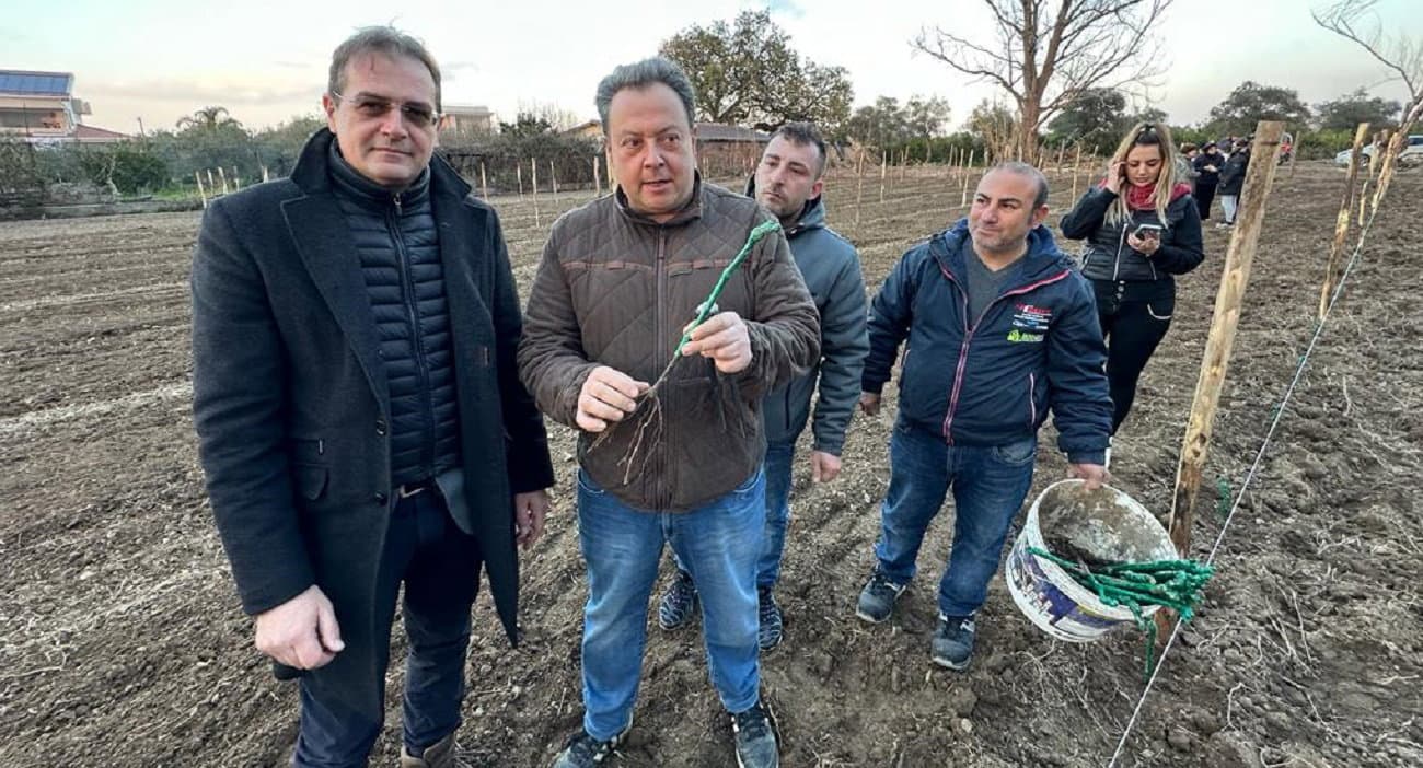 Al Majorana di Rossano parte il vigneto