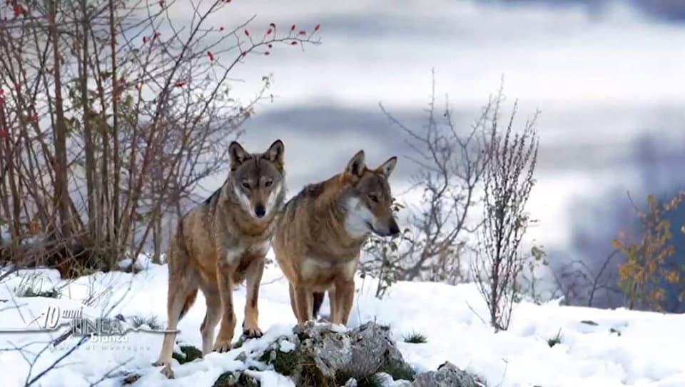 “Linea Bianca” in Sila per una puntata dedicata ai tesori delle montagne calabresi
