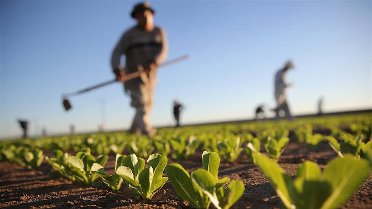 Zes unica, Coldiretti: «Bene estensione del credito alle imprese agricole che trasformano e commercializzano»