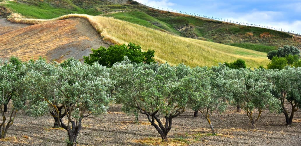 Agricoltura a rischio in Calabria a causa della siccità