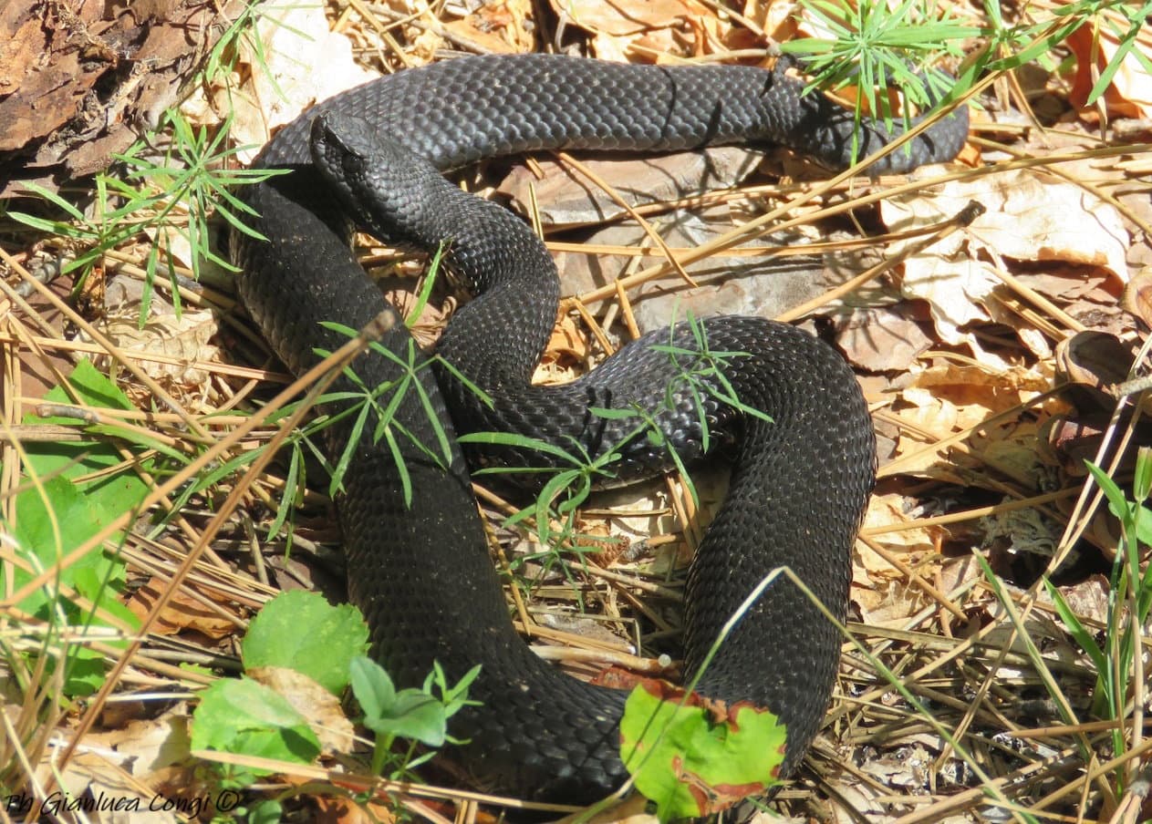 Pensava fosse stato morso da un biacco e invece era una rara vipera melanica: paura per un uomo