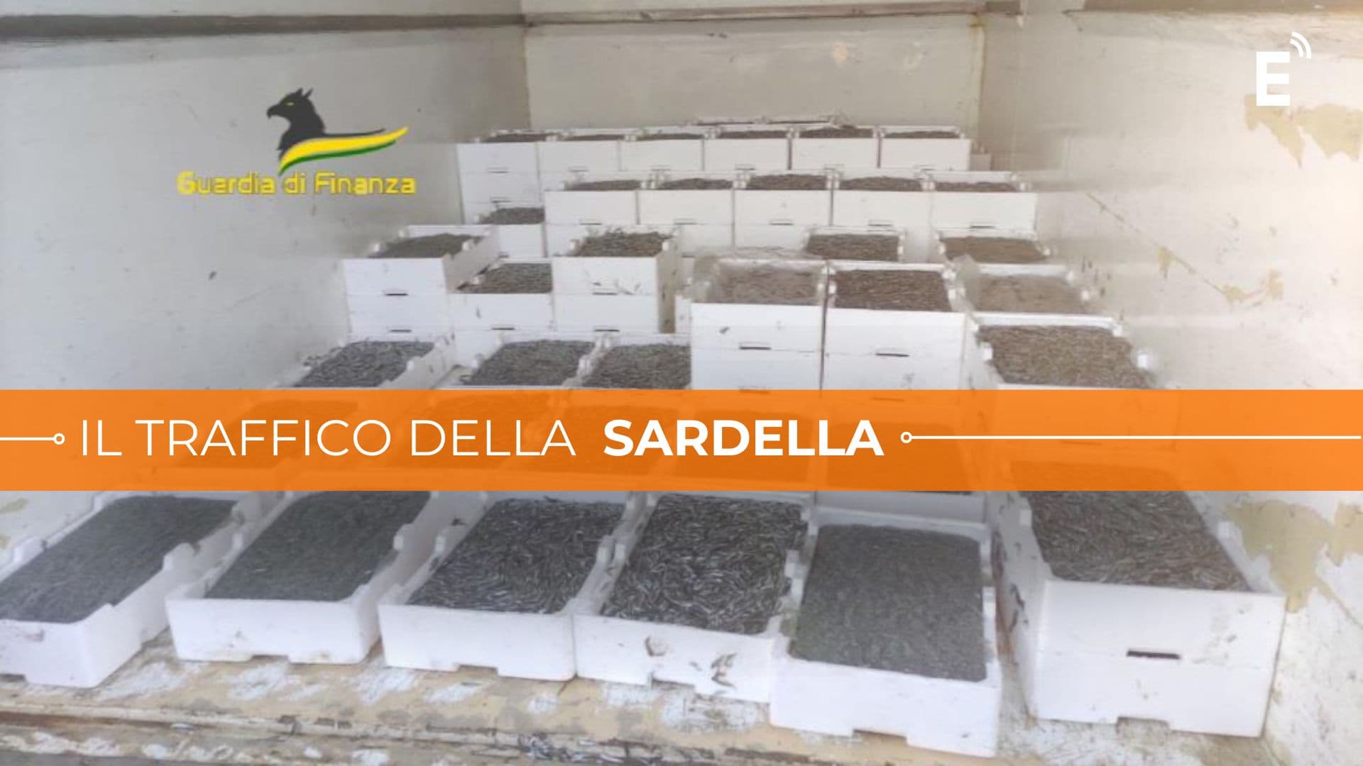 Maxisequestro di sardella: due tonnellate di novellame stipate in un van diretto in Sicilia