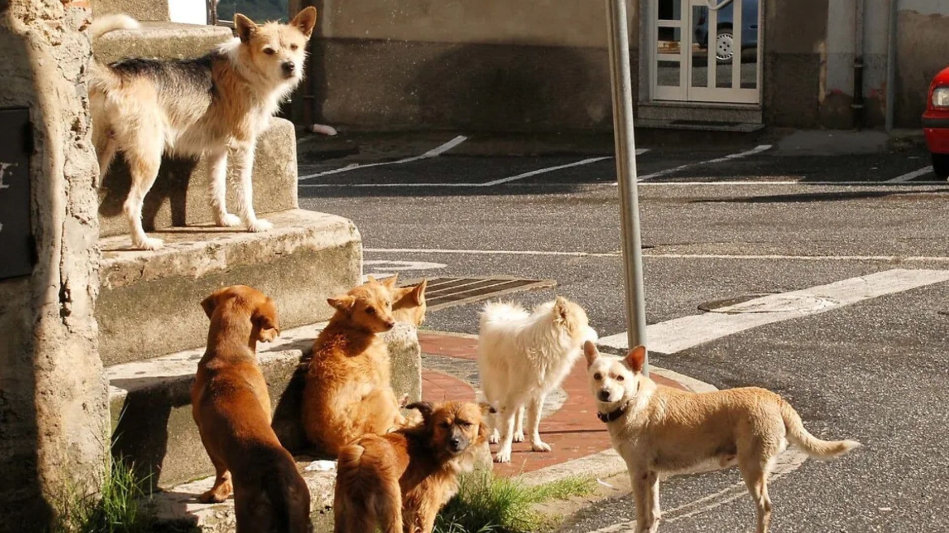 Rocca Imperiale nella morsa del randagismo, l'amministrazione rassicura: «La sicurezza è una priorità»