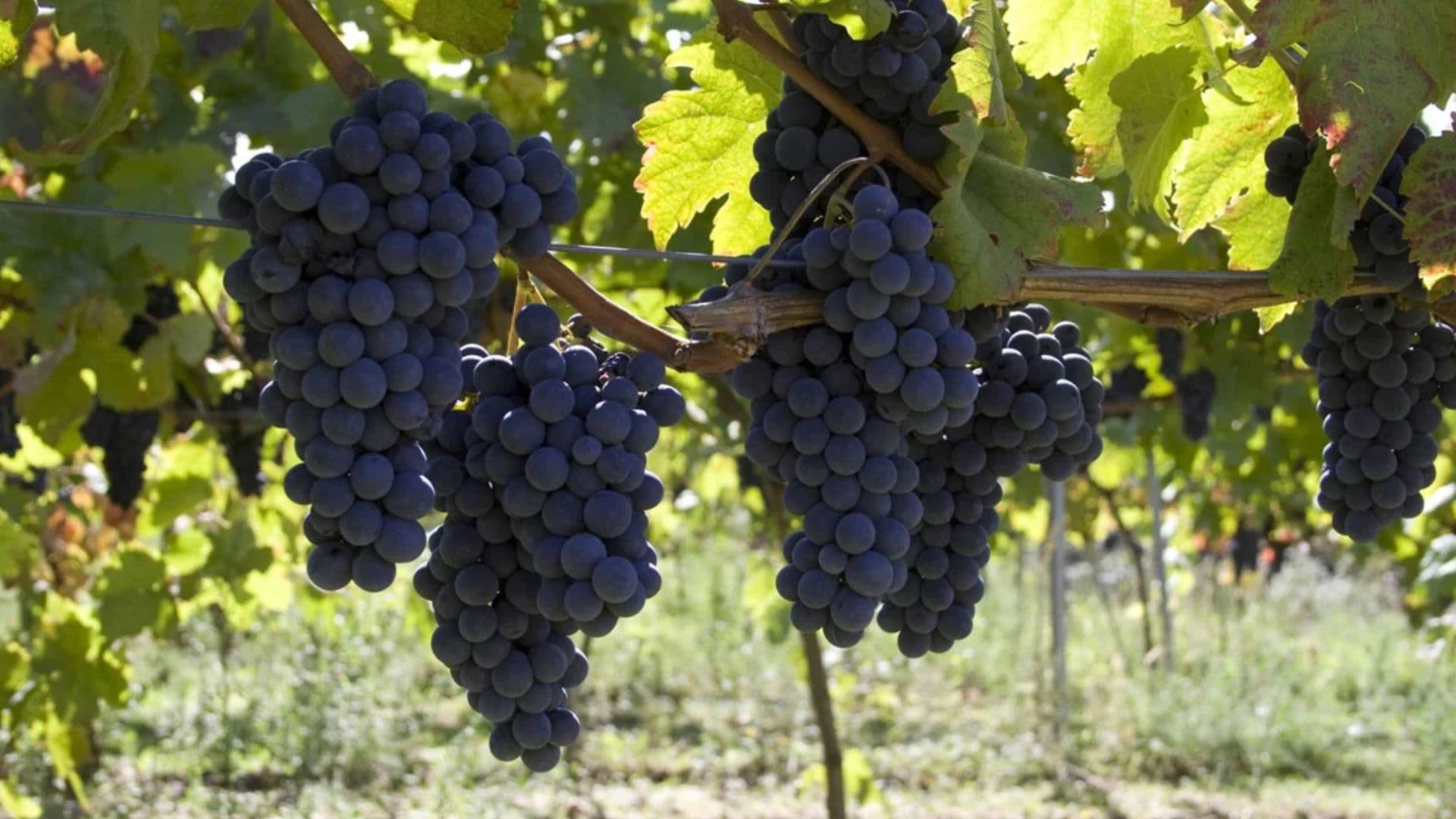 Magliocco Day: la presentazione dell'evento a Cosenza il prossimo 4 giugno