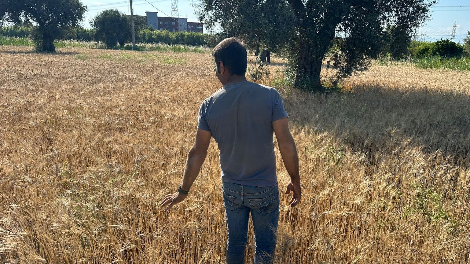 Domani torna la terza edizione della Festa del Grano promossa dall'Istituto Majorana