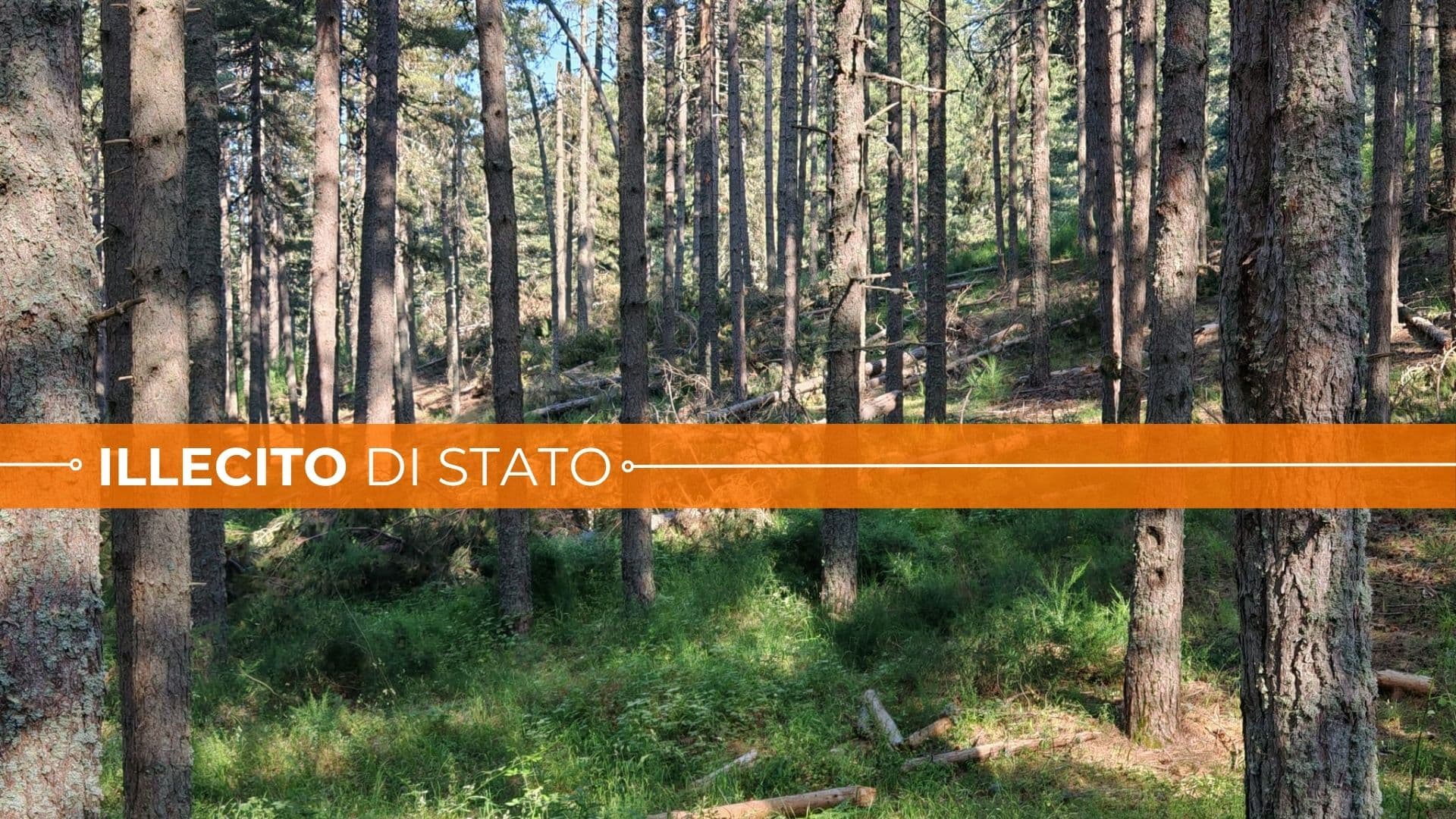 La Sila Greca è una polveriera: lo scaricabarile tra Comuni, Provincia e Regione lascia i boschi in condizioni allucinanti
