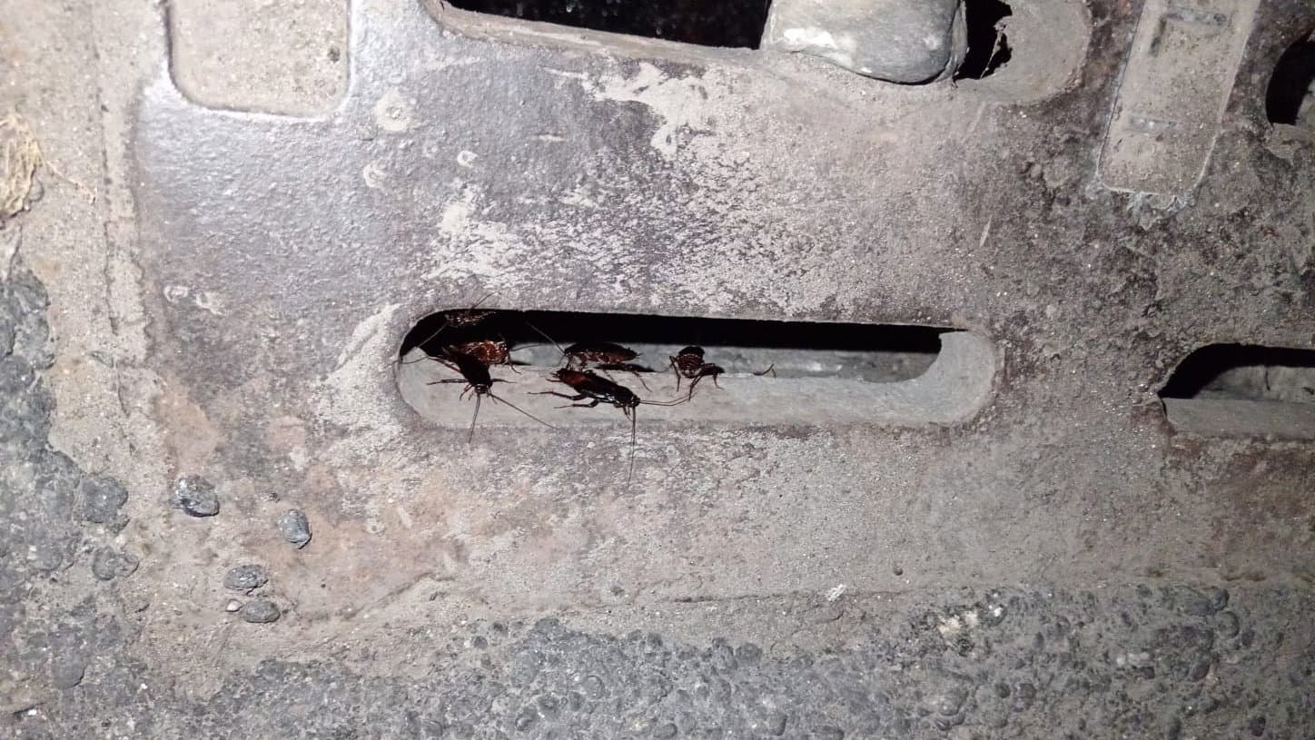 Degrado in via Cattolica: residenti esasperati da topi e blatte | VIDEO