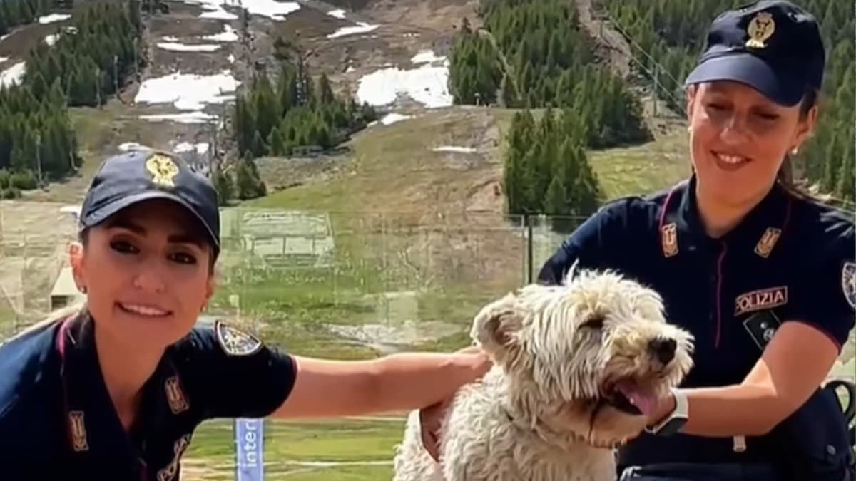 Abbandonare un animale non è solo un atto crudele, è soprattutto un reato