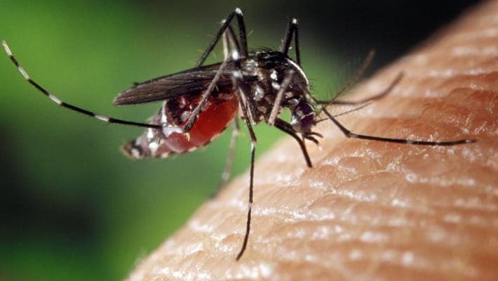Allarme West Nile, FdI: «Calopezzati resta al palo» ma intanto arriva la comunicazione del Sindaco