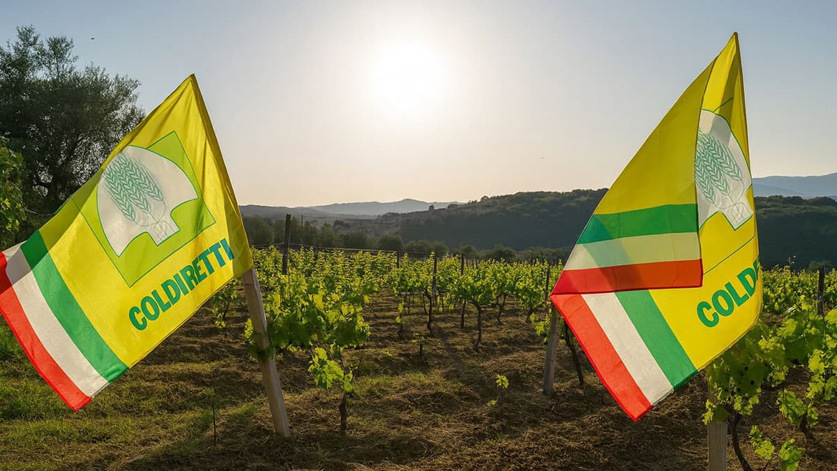 Il Vigneto Calabria brinda a una vendemmia promettente. «Annata di rinascita»
