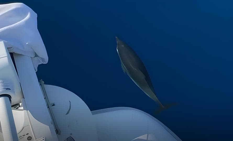 Gioco d’onde: i delfini continuano ad incantare le estati dello Jonio