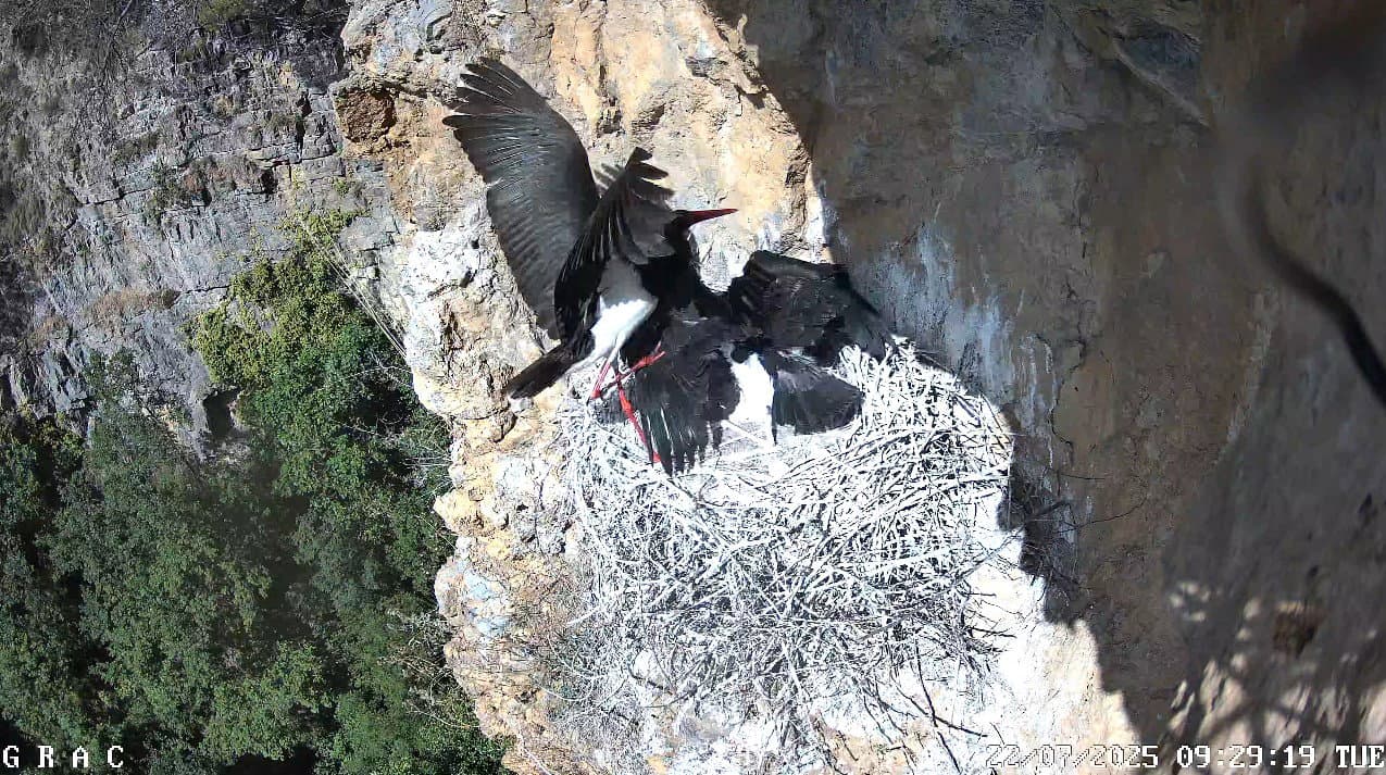 A Bocchigliero la cicogna nera scrive una favola di vita: due "giovani" all’involo