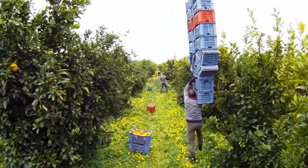 Terranova, lavori sulla SP 179: rischio aumento dei costi per gli agricoltori