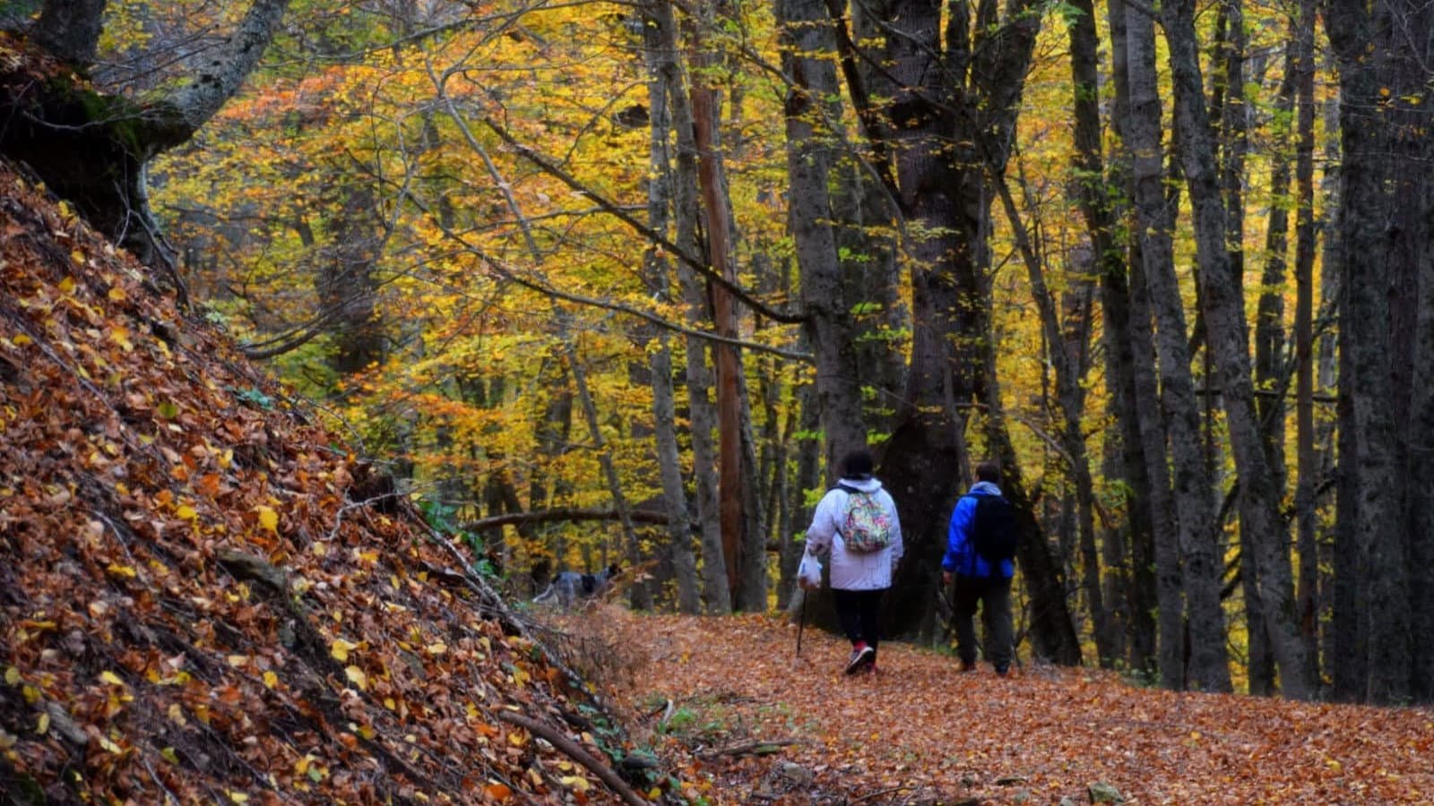 L’autunno montano in Calabria, tra il foliage della Sila e i sapori autentici del Pollino
