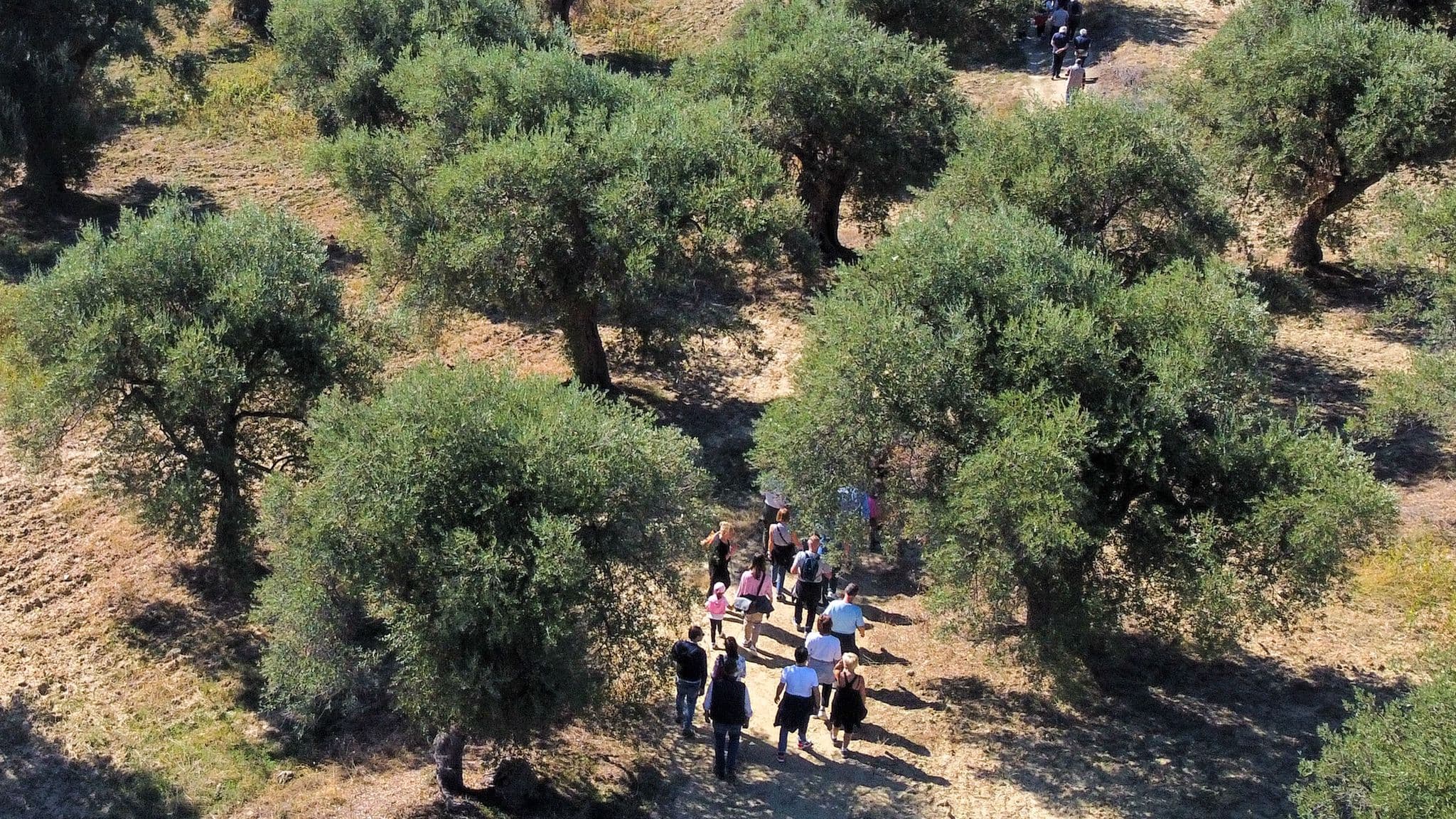 Corigliano-Rossano torna tra gli ulivi per “coltivare la pace”