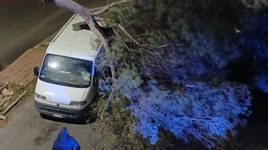 Schiavonea: albero crolla all’incrocio e distrugge due auto