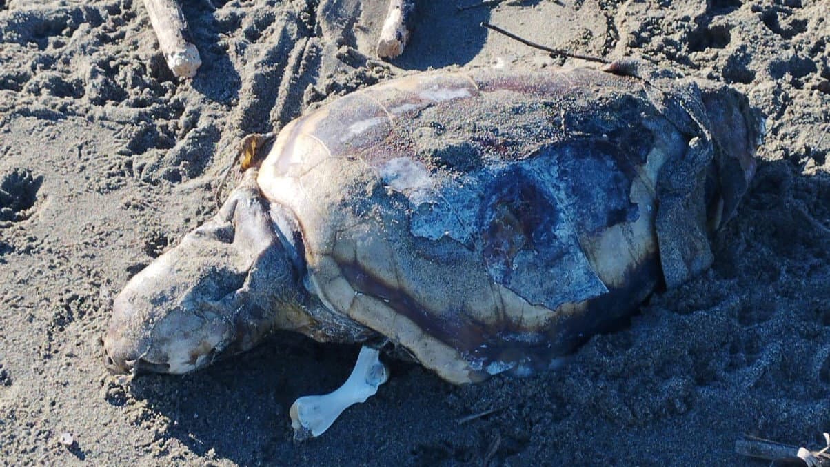 Rinvenuta la carcassa di una tartaruga Caretta Caretta sulle spiagge di Pietrapaola