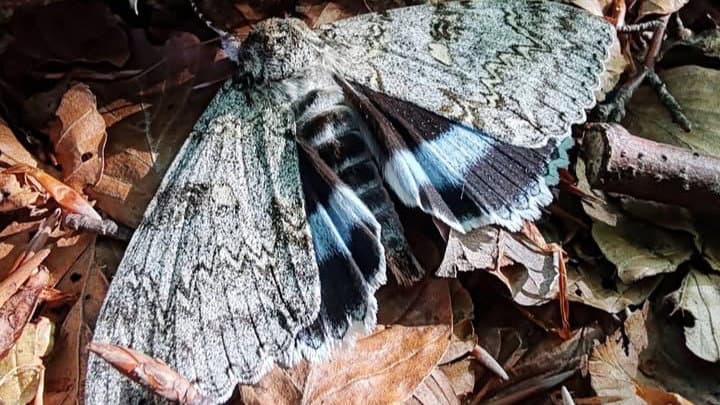 Il Parco del Pollino protagonista di una ricerca scientifica di Ispra sugli impollinatori