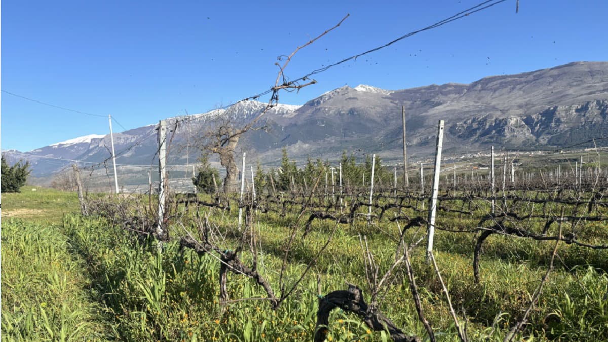 Morano Calabro, Catasta premiata alla Slow Wine Fair: riconoscimento per la carta vini del Pollino