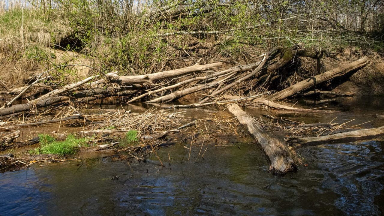 Crati, biomassa e sicurezza: la filiera legno-energia nel contrasto al dissesto idrogeologico