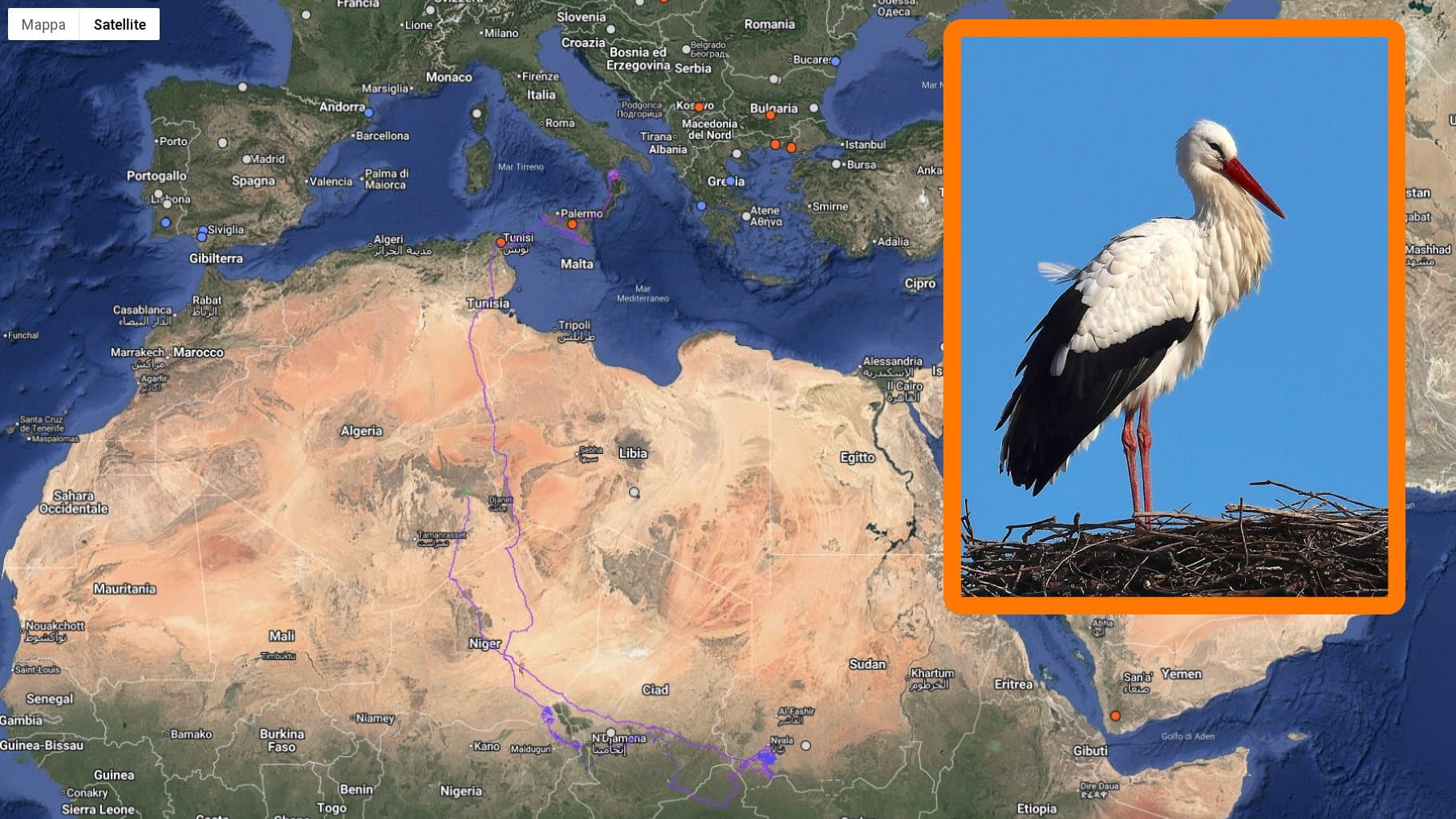 Riecco Danilo, la cicogna che dalla Piana di Sibari ha volato fino all'Africa sta tornando