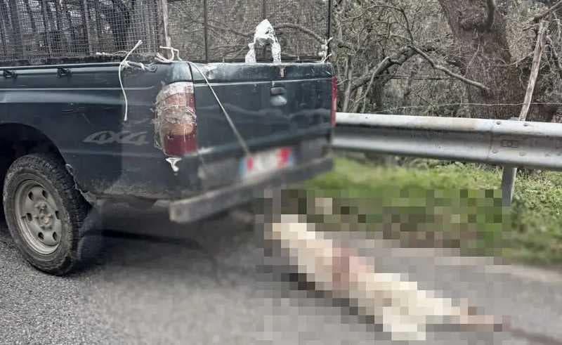Cane morto trascinato da un pick-up a Longobucco: foto choc e rabbia sui social