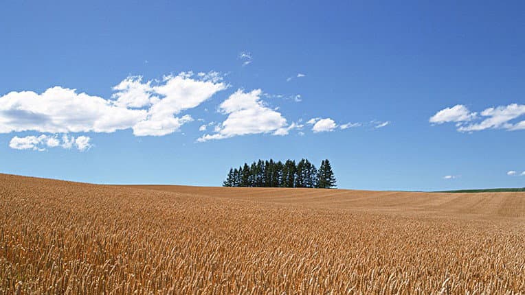 Grano duro, svolta storica: nasce la CUN e stop alle borse merci