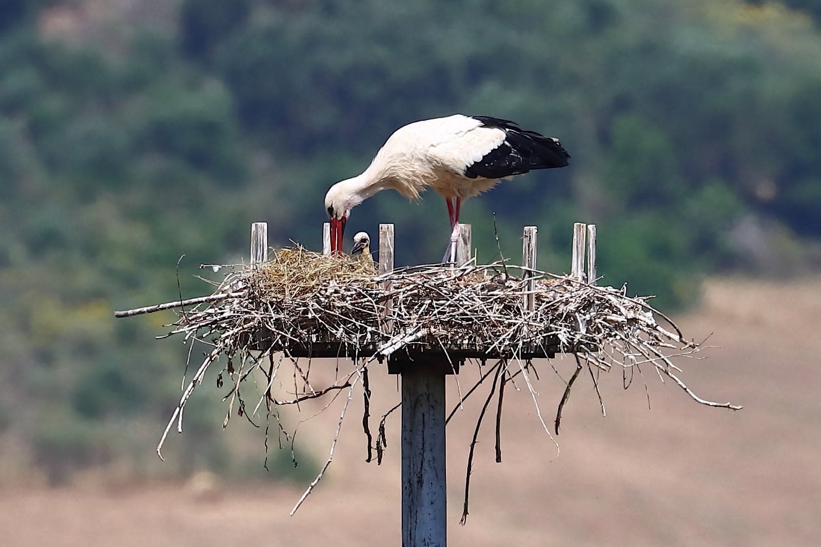 Tre nuove cicogne a Ferramonti di Tarsia: successo per il progetto di tutela della biodiversità