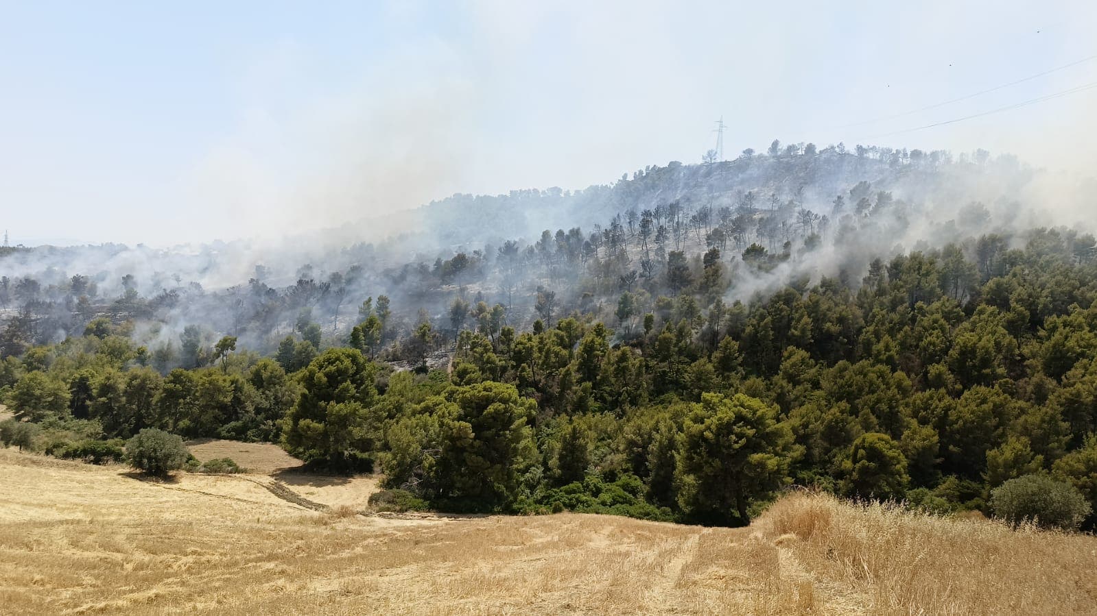 Incendi in Calabria, Scutellà attacca Occhiuto: «Tra propaganda e complotti, gestione fallimentare»