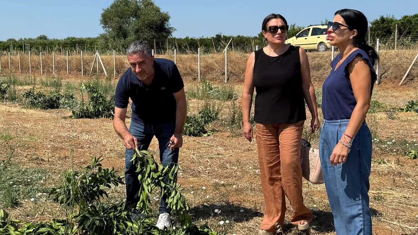 Cento aranci abbattuti, Cassano fa quadrato: «Colpire chi lavora significa colpire tutta la Sibaritide»