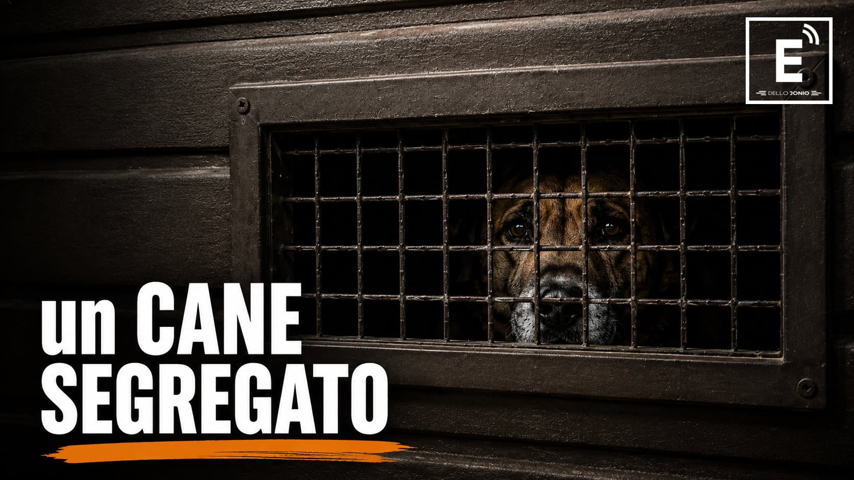 Il Cane segregato in un garage a Corigliano: segnalazioni da mesi, ma il caso resta irrisolto
