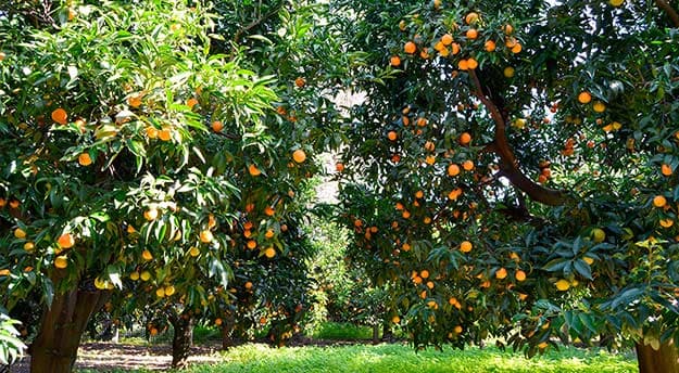 Crisi agrumicola, Italia Viva: «Calamità, manodopera e mercato mix micidiale»