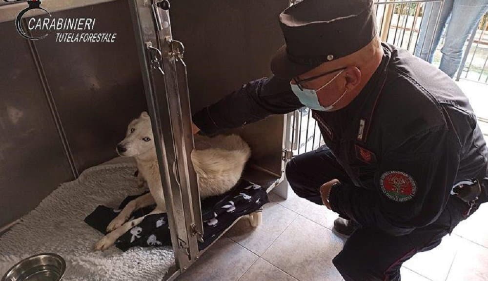 Maltrattava un Husky e i suoi tre cuccioli: denunciato dai Carabinieri