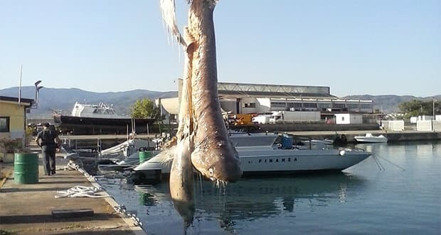 Capitaneria Corigliano, tratti in salvo 8 diportisti