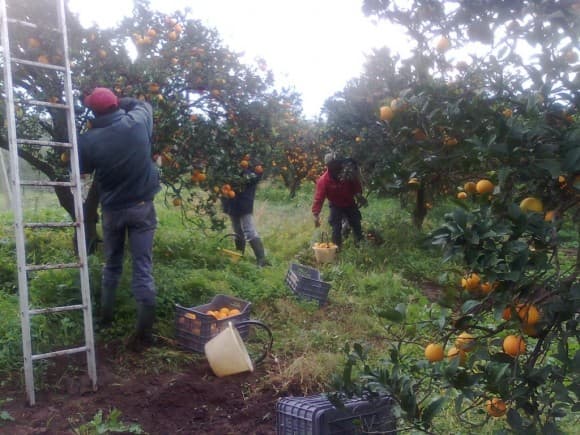 Cooperative agricole, perché sparare nel mucchio?