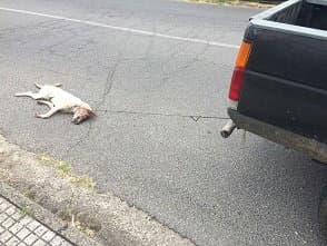 Rossano, cane trascinato da pick-up. Indagini aperte sulle responsabilità
