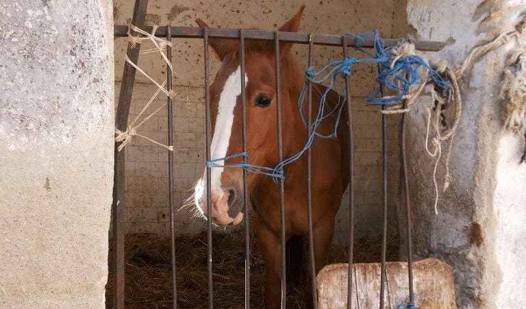 Trebisacce, sequestrati sei cavalli e un immobile