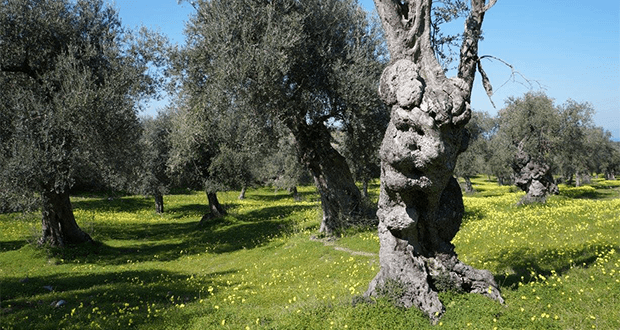 L'amore a chiamata si fa tra gli ulivi rossanesi